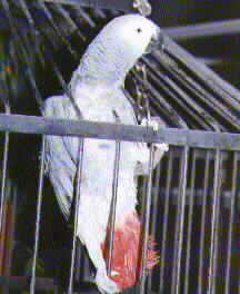 African grey