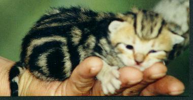 Baby African Wildcat