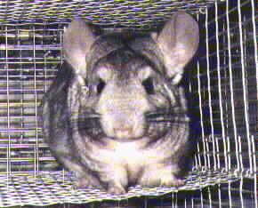 Chinchilla