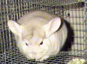 Chinchilla