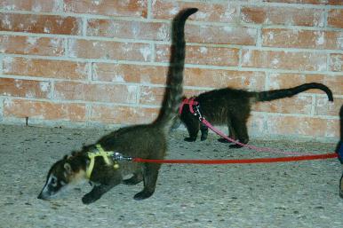 Coati's on a walk