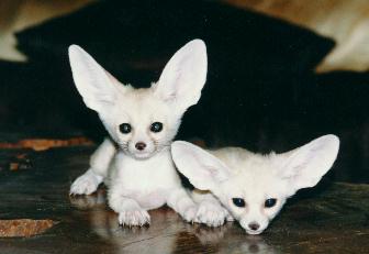 Fennec Fox