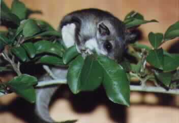 Flying Squirrel