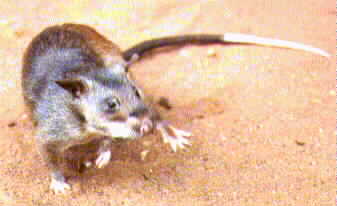 Gambian Pouched Rat