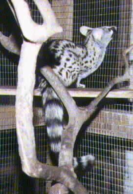 Genet
