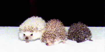 Hedgehog Colors