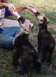 Hyena babies on bottle