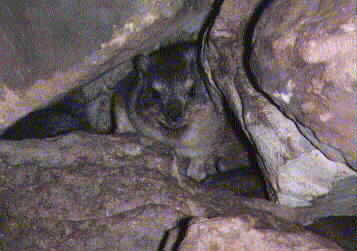 Hyrax in rocks