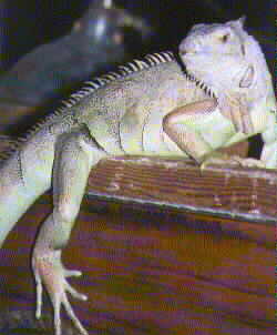 Iguana