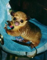 Kinkajou baby