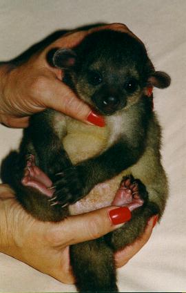 Kinkajou kid