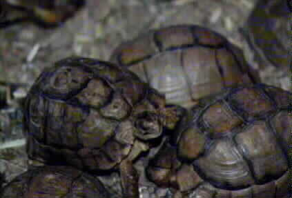 Kleinman's tortoises