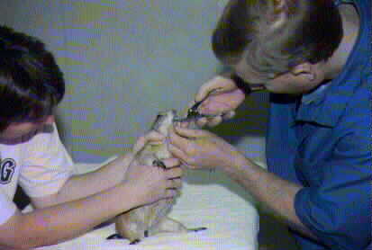 Chewie & Dr. Gleason