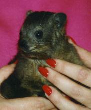 Hyrax baby