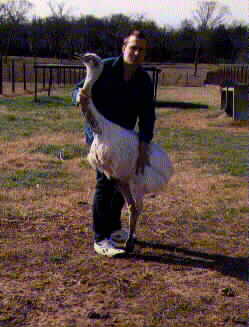 Casey and a White Rhea Male