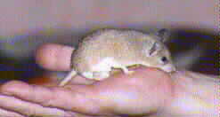 Spiney mouse