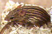 Striped mouse