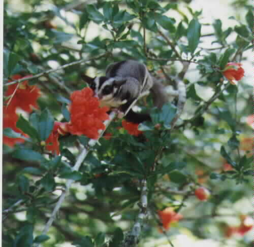 Pomegranates