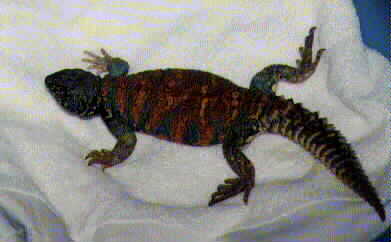 Uromastyx