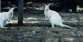 Wallabies